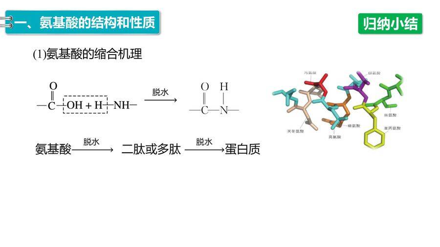 【优质课件】2025高中化学人教版选择性必修3《有机化学基础》第4章第2节《蛋白质》