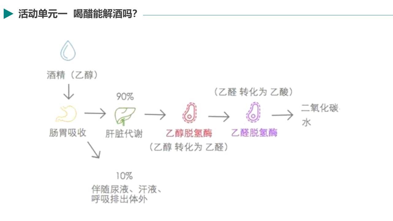 高中化学优质课课件下载《再“探”酯化反应》课件