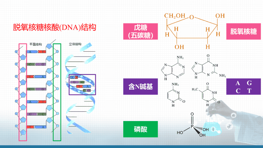 【课件+学案+教案+作业】优质课人教版选择性必修3《有机化学基础》第四章第三节《核酸》
