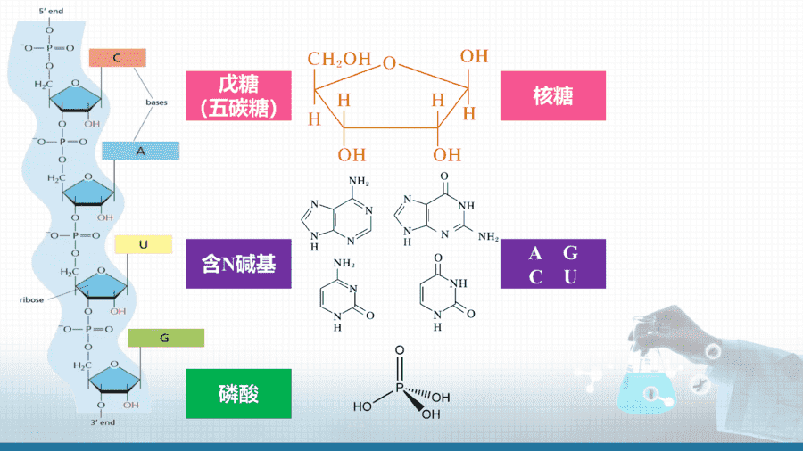 【课件+学案+教案+作业】优质课人教版选择性必修3《有机化学基础》第四章第三节《核酸》