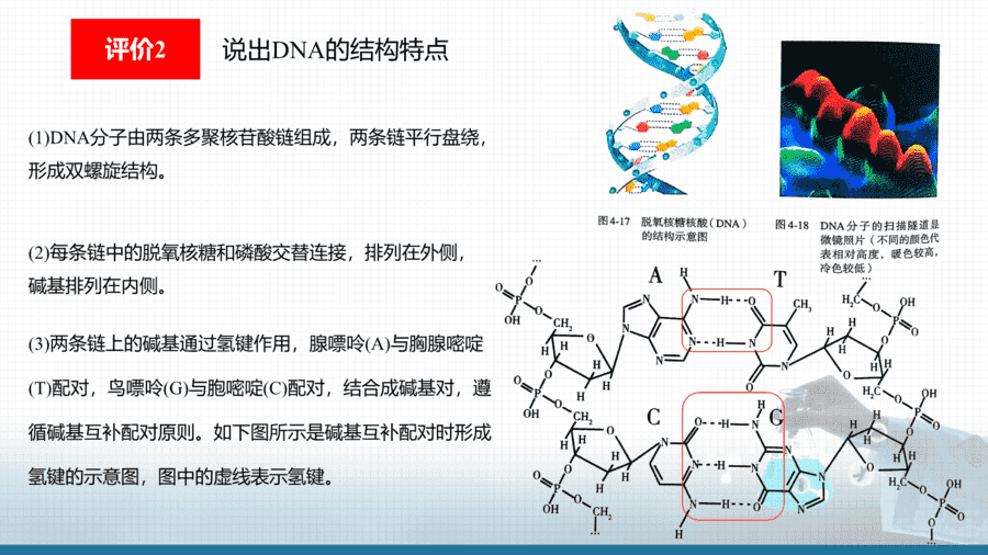 【课件+学案+教案+作业】优质课人教版选择性必修3《有机化学基础》第四章第三节《核酸》