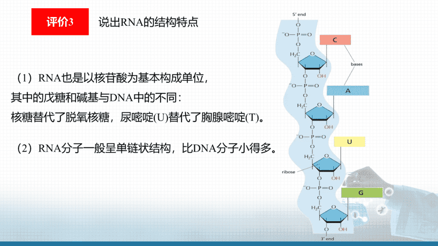 【课件+学案+教案+作业】优质课人教版选择性必修3《有机化学基础》第四章第三节《核酸》