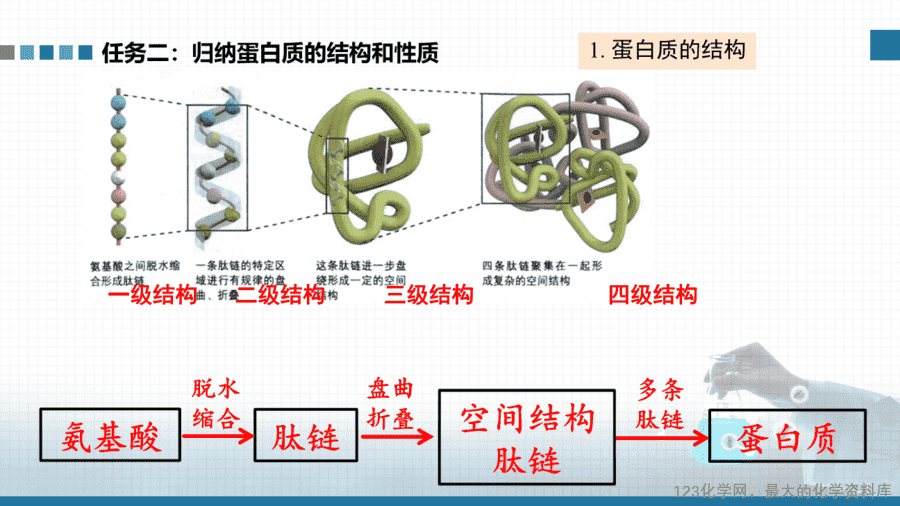【课件+教案+学案+作业】优质课人教版选择性必修3《有机化学基础》第四章第二节《氨基酸、蛋白质、酶》