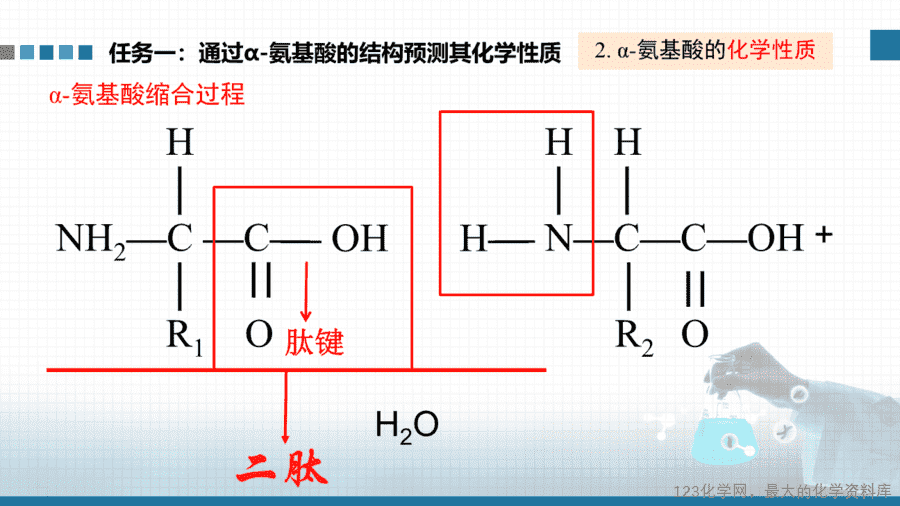 【课件+教案+学案+作业】优质课人教版选择性必修3《有机化学基础》第四章第二节《氨基酸、蛋白质、酶》