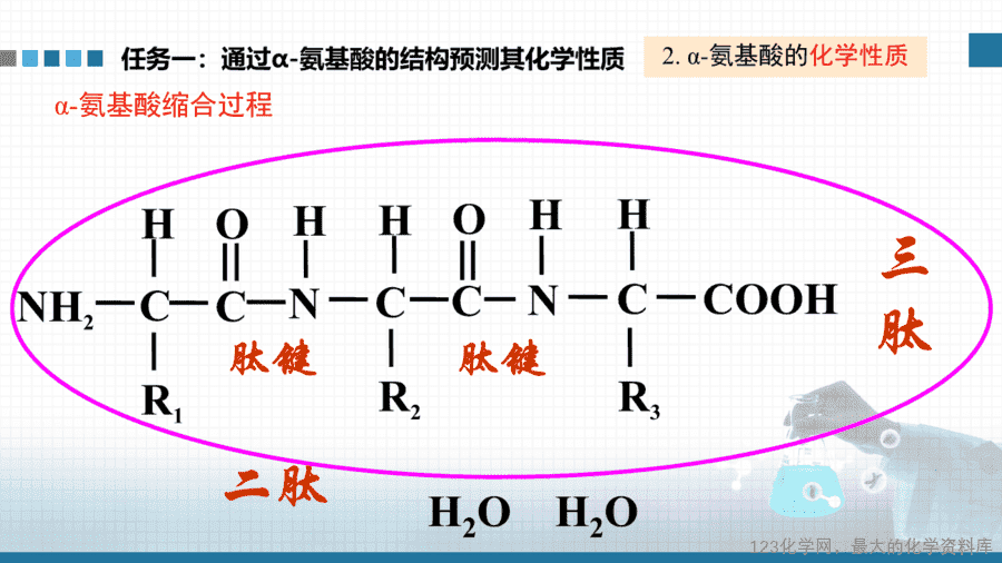 【课件+教案+学案+作业】优质课人教版选择性必修3《有机化学基础》第四章第二节《氨基酸、蛋白质、酶》
