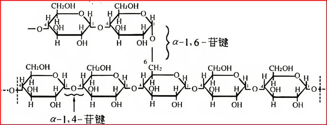 淀粉和纤维素结构有什么差异？