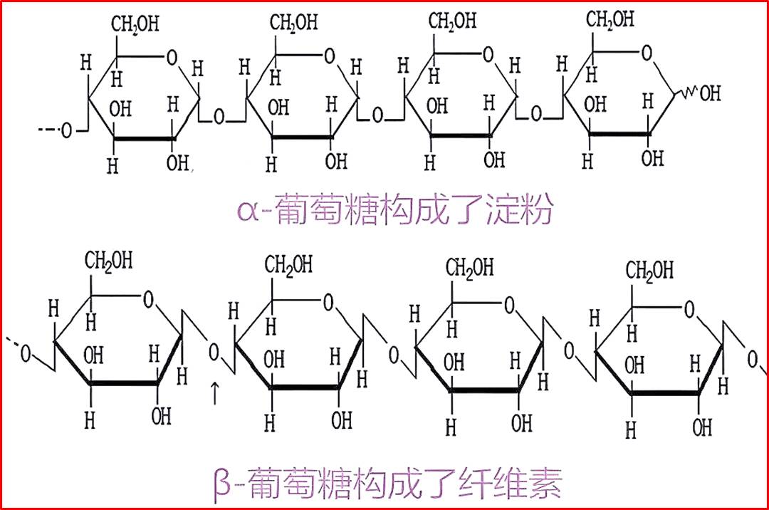 淀粉和纤维素结构有什么差异？
