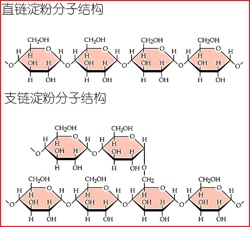 淀粉和纤维素结构有什么差异？