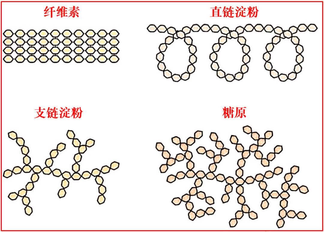 淀粉和纤维素结构有什么差异？
