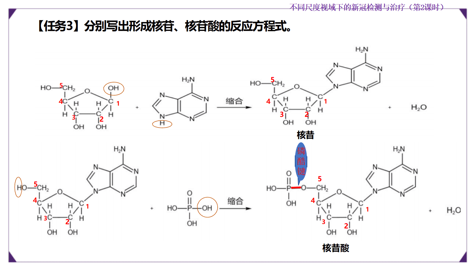 【优质课成套资料】高中化学人教版选择性必修3《有机化学基础》《生物大分子及合成高分子》大单元教学设计优质课